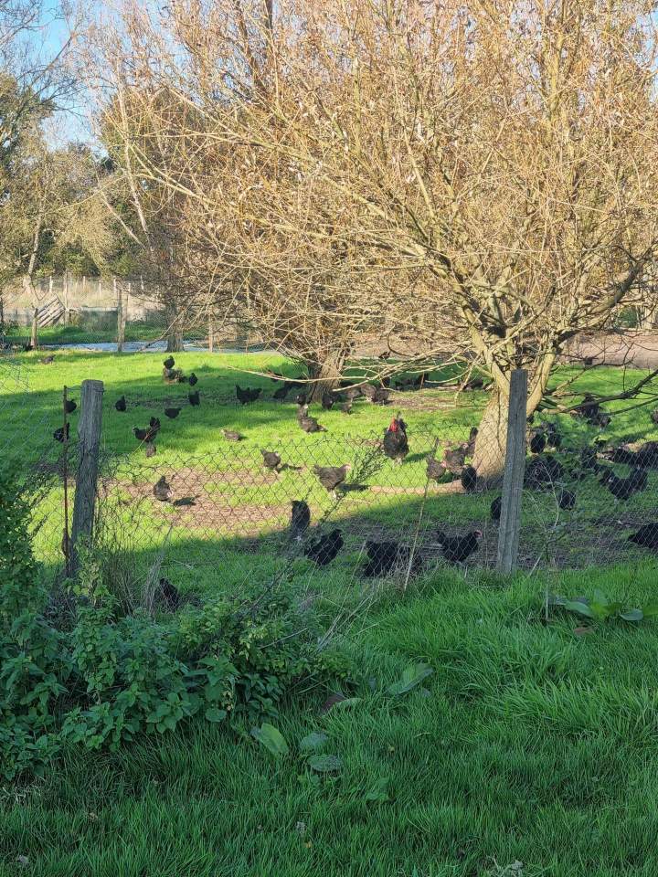 Production de volailles Mézières-en-Brenne