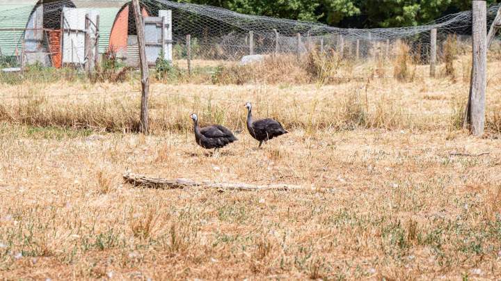 CHESSERON EARL (11)(1)