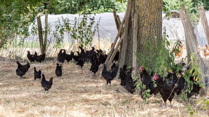 Vente de volaille Mézières-en-Brenne