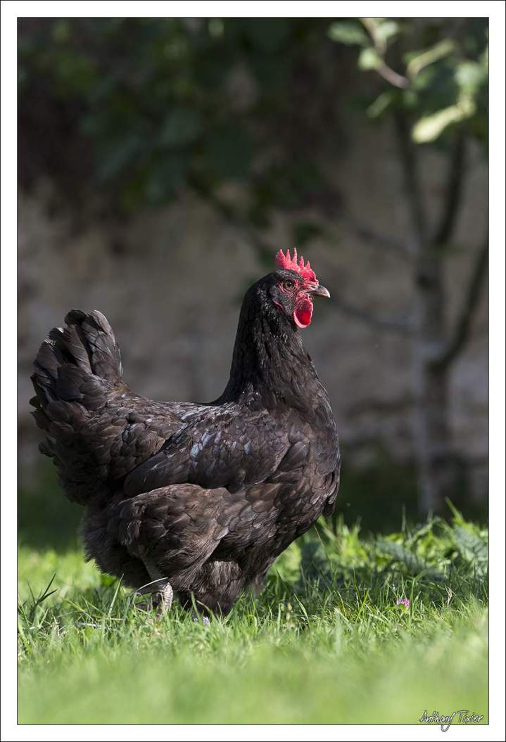 Vente de volaille Mézières-en-Brenne