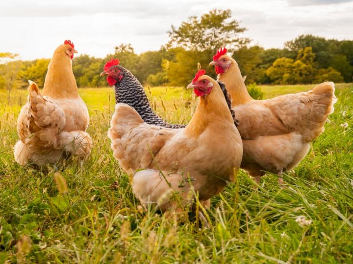 Votre éleveur et producteur de volailles fermières.